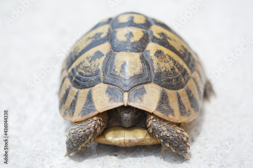 The land turtle pulled its head into the shell on a summer day outside.