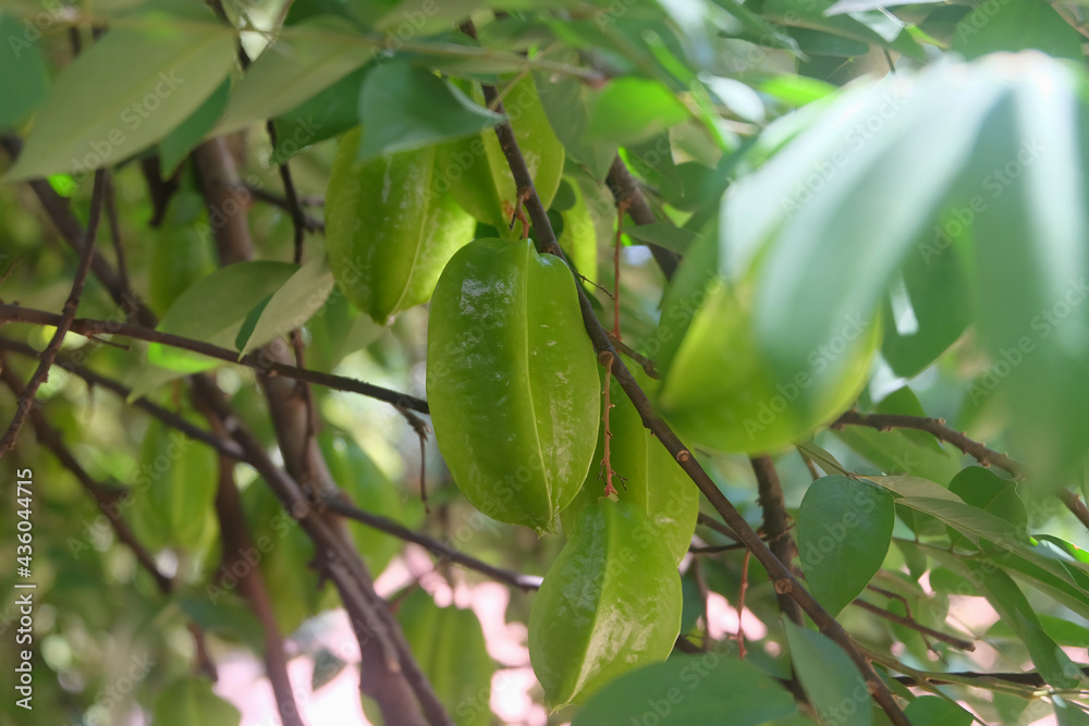 Fresh Carambola or Star Fruit Sweet Gooseberry fruit hanging on tree