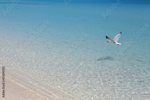 A Sea Gull flying over crystal clear water along the beach