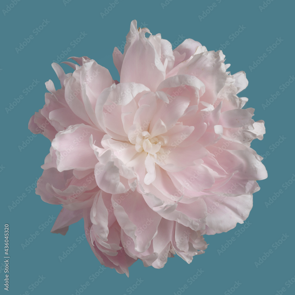 Fototapeta Delikatnie różowy kwiat piwonii na białym tle na niebieskim tle.