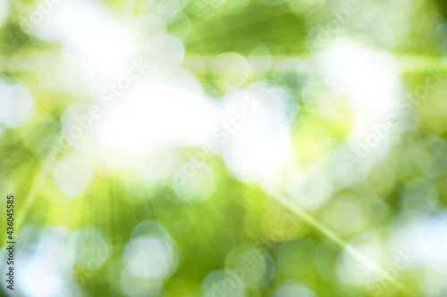 Nature green abstract background. Natural blurred and defocused bokeh. Green bubble outdoor focus texture.