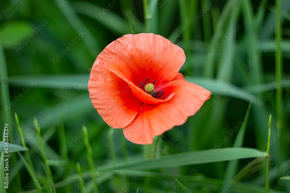 Fototapeta premium poppy flower with blurred background
