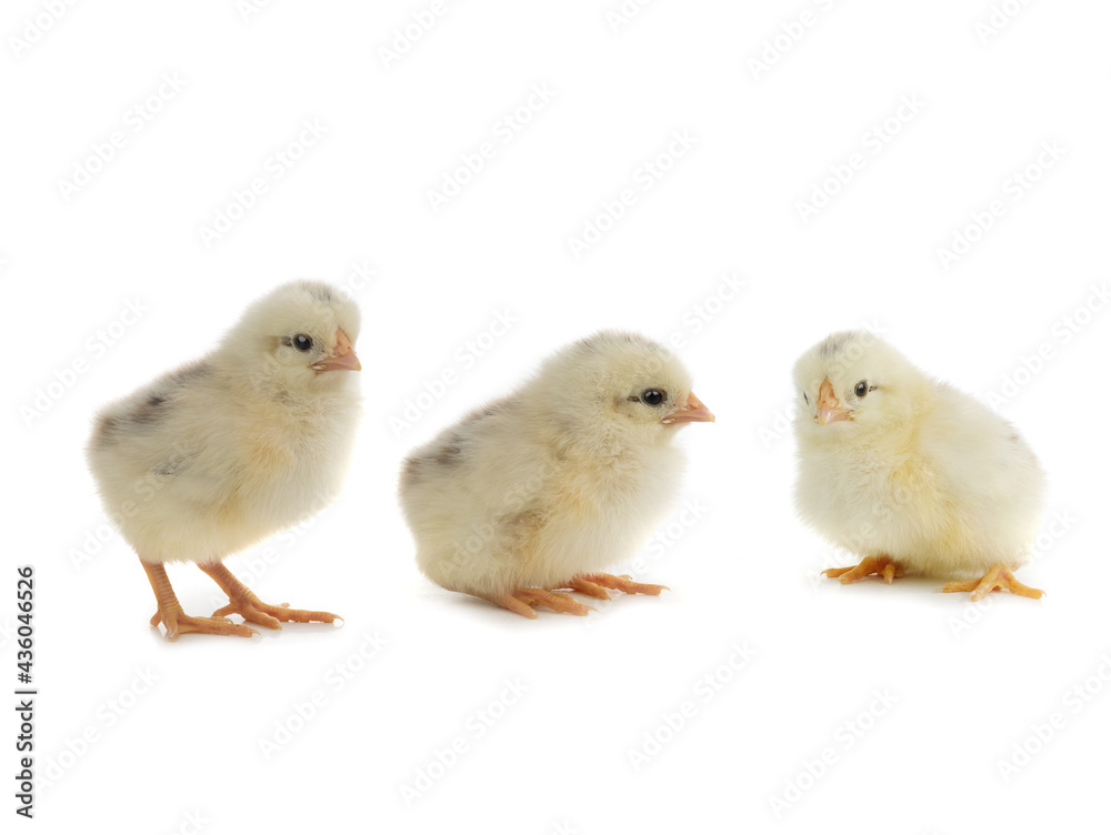 little newborn chicks isolated on white background