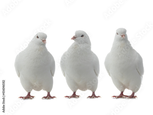 three white doves isolated on white background