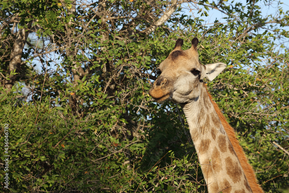 Foto Giraffe / Giraffe / Giraffa camelopardalis