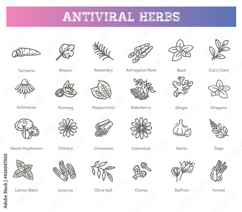 Set of antiviral herbs. Healthy lifestyle. Vector collection