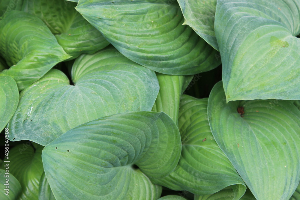 Obraz premium Green Leaves 