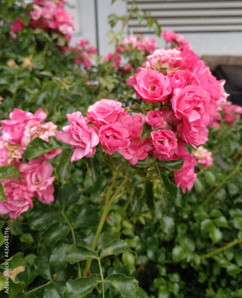 bunch of roses bunch of roses