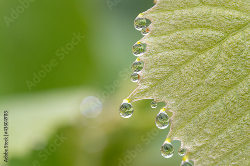 Macro close up of water drops on the tips of a grape leaf photo