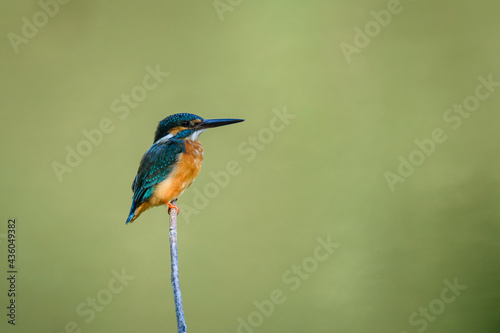 Common kingfisher, Alcedo atthis. © songdech17