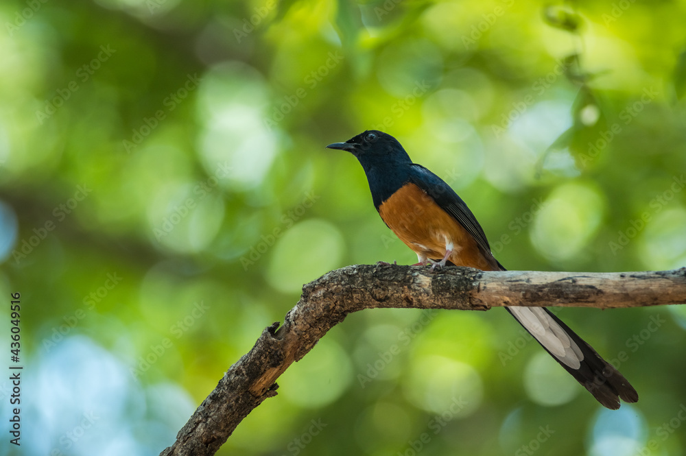 White-rumped Shama bird