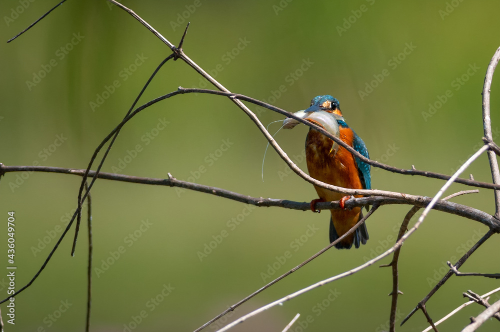 Common kingfisher, Alcedo atthis Common kingfisher, Alcedo atthis