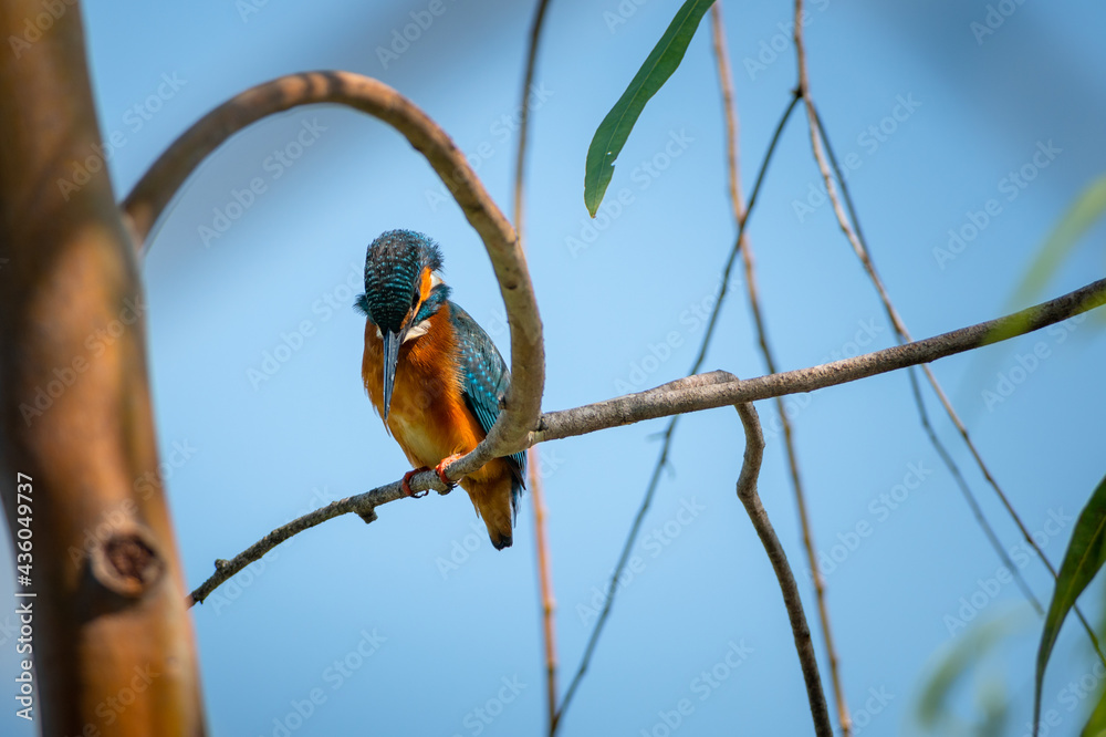 Obraz premium Common kingfisher, Alcedo atthis