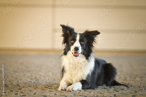 Dog border collie is sitting on street. Nice dog in the city center.