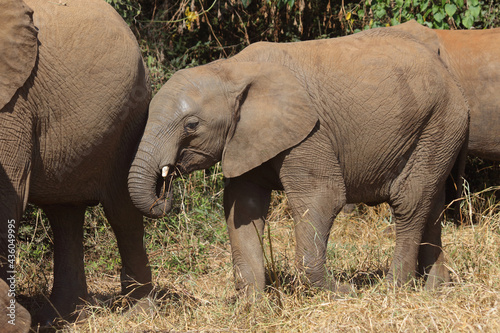 Afrikanischer Elefant   African elephant   Loxodonta africana...