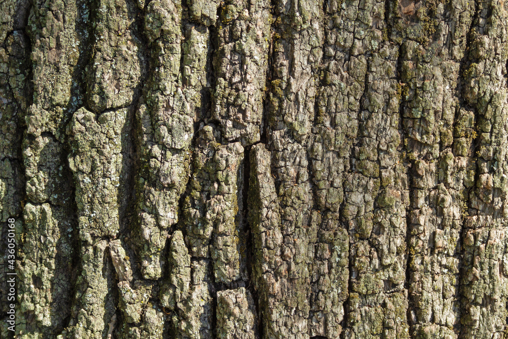 A close-up of the black, rough, outer bark of a southern oak tree. Textured surface. Texture, background. A close-up of the black, rough, outer bark of a southern oak tree. Textured surface. Texture, background.