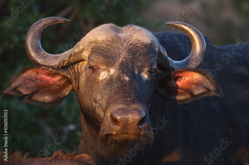 Kaffernbüffel / African buffalo / Syncerus caffer