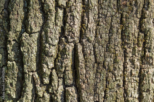 A close-up of the black, rough, outer bark of a southern oak tree. Textured surface. Texture, background. © Samodelkin.exe