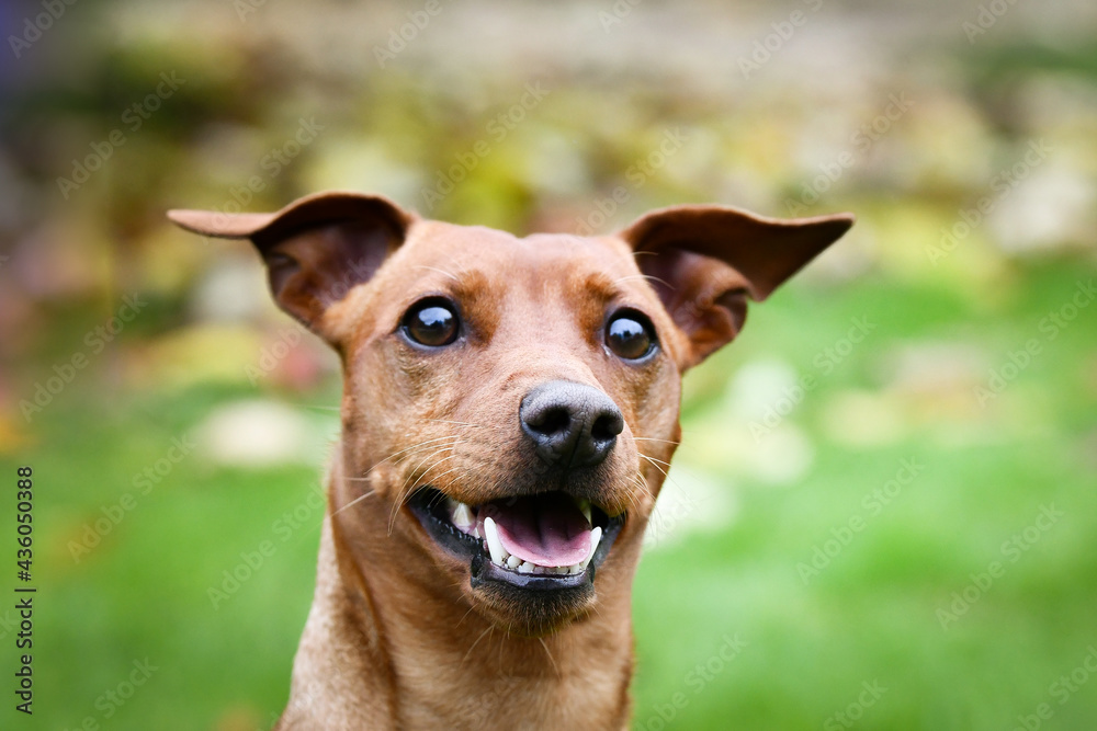 Brown dog is sitting in autumn nature. He is so cute dog. Brown dog is sitting in autumn nature. He is so cute dog.
