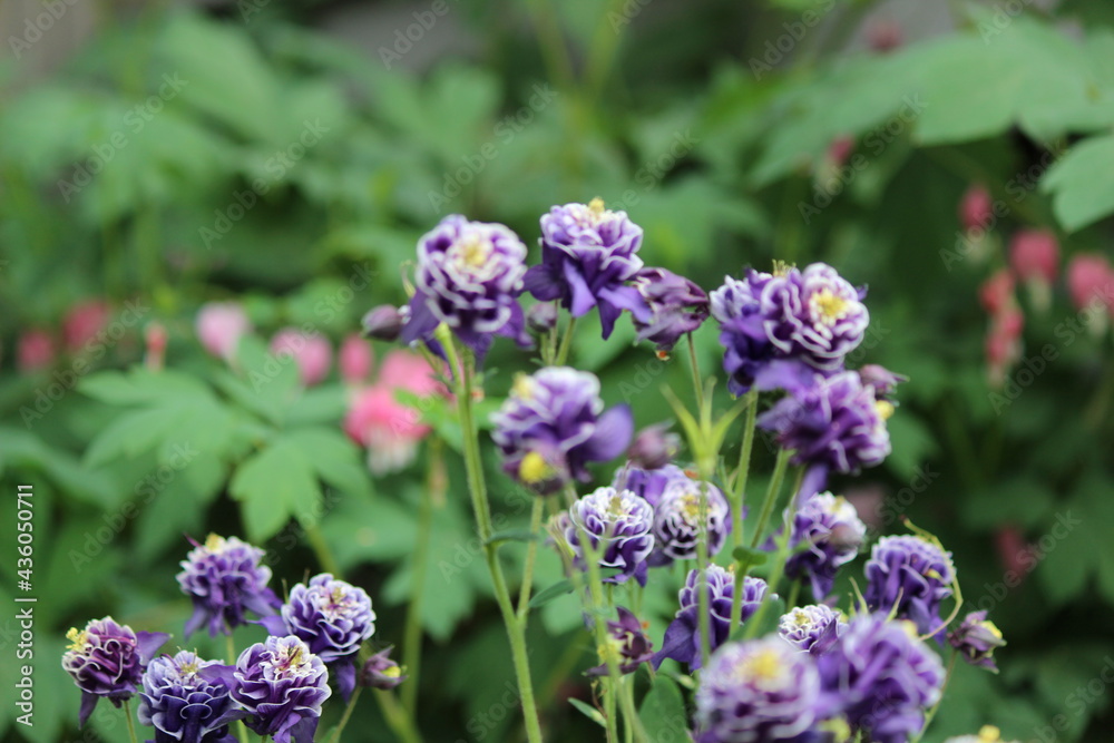 Purple Flowers