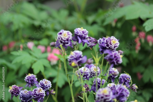 Purple Flowers © Sarah