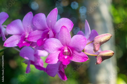 Purple orchid flower is a beautiful in the garden. © pinkaew