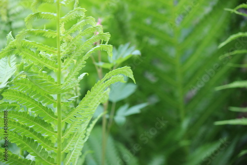 fern leaves