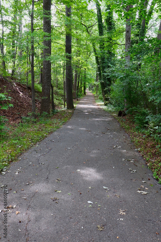 Fototapeta premium Paved Path Through Woods