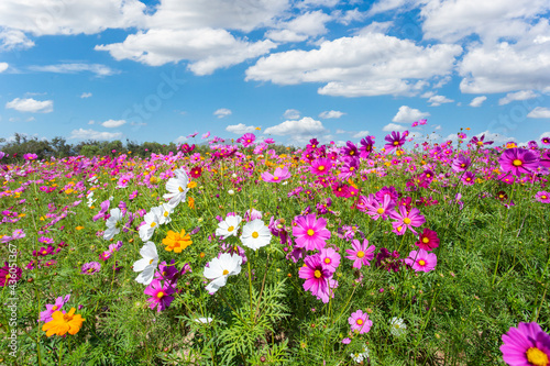 Colorful cosmos blooming in the beautiful garden flowers on hill landscape mountain and summer.