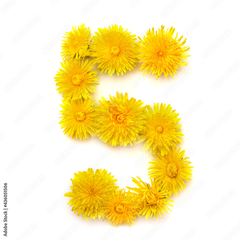 Number 5 of yellow dandelions flowers Number 5 of yellow dandelions flowers