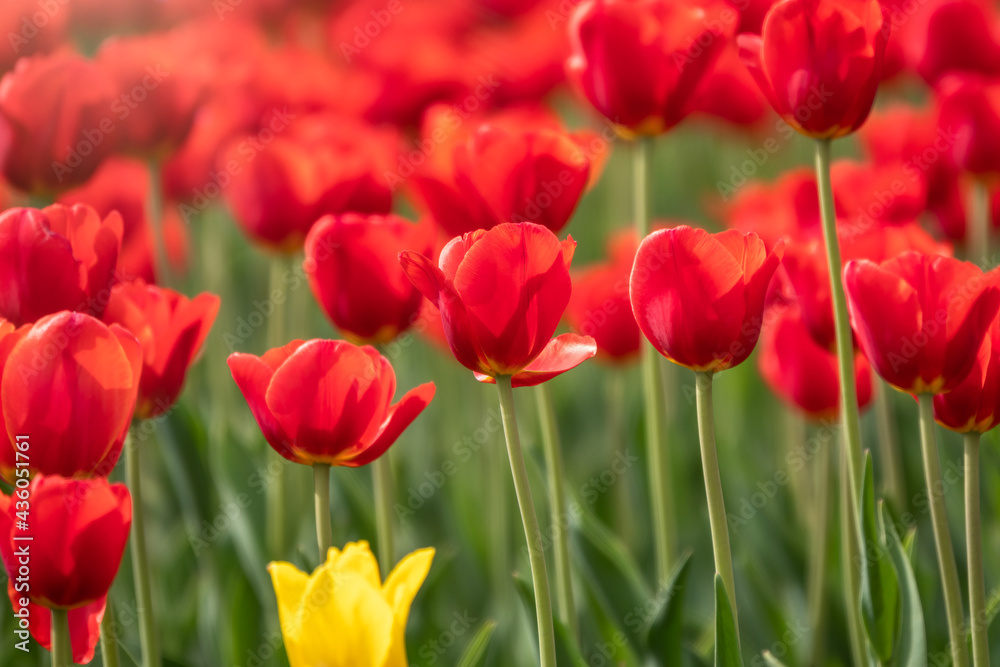 Colorful red tulips blossom in spring garden Colorful red tulips blossom in spring garden