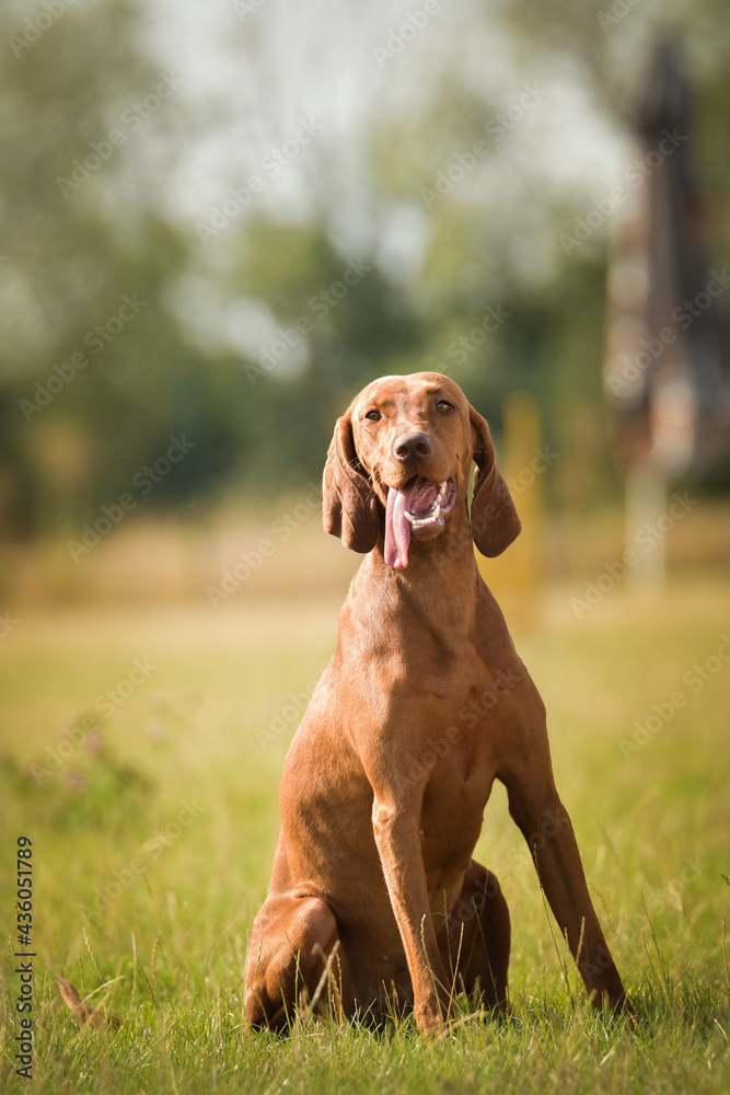 Dogs, weimaraner is sitting in grass. Amazing day on czech agility competition. Dogs, weimaraner is sitting in grass. Amazing day on czech agility competition.