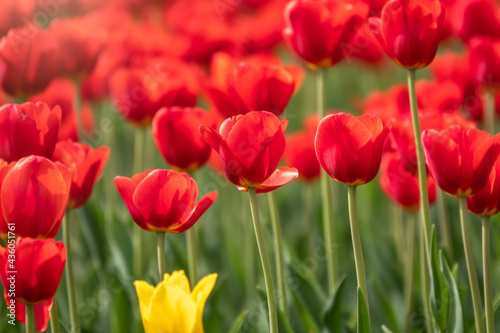Colorful red tulips blossom in spring garden © Dmitrii Potashkin