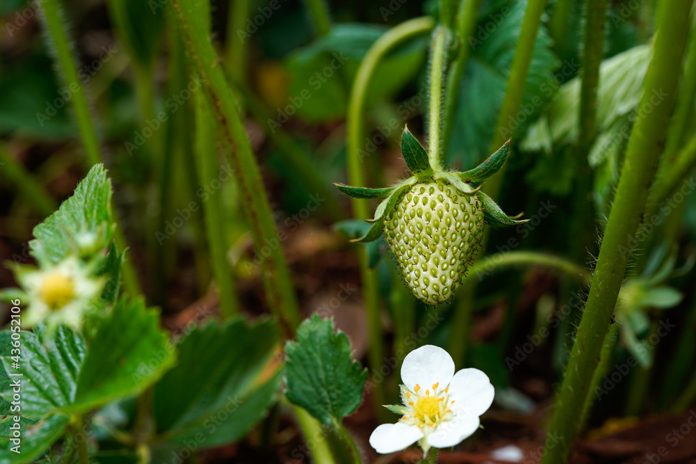 Macro image of a green strawberry hanging over a strawberry flower. Strawberry before it ripens. Macro image of a green strawberry hanging over a strawberry flower. Strawberry before it ripens.