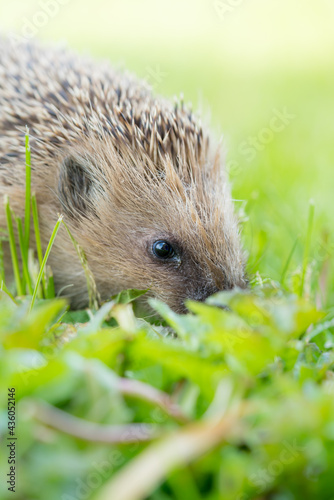 A cute hedgehog on a meadow