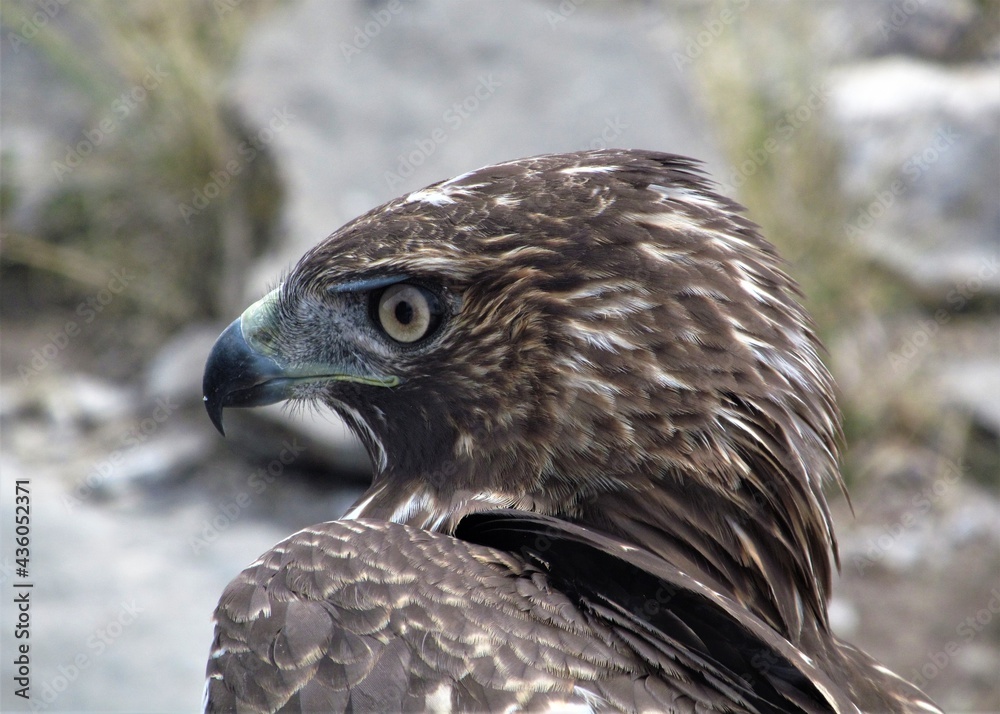Closeup of a Juvenile Red-Tailed Hawk (Buteo Jamaicensis). Closeup of a Juvenile Red-Tailed Hawk (Buteo Jamaicensis).