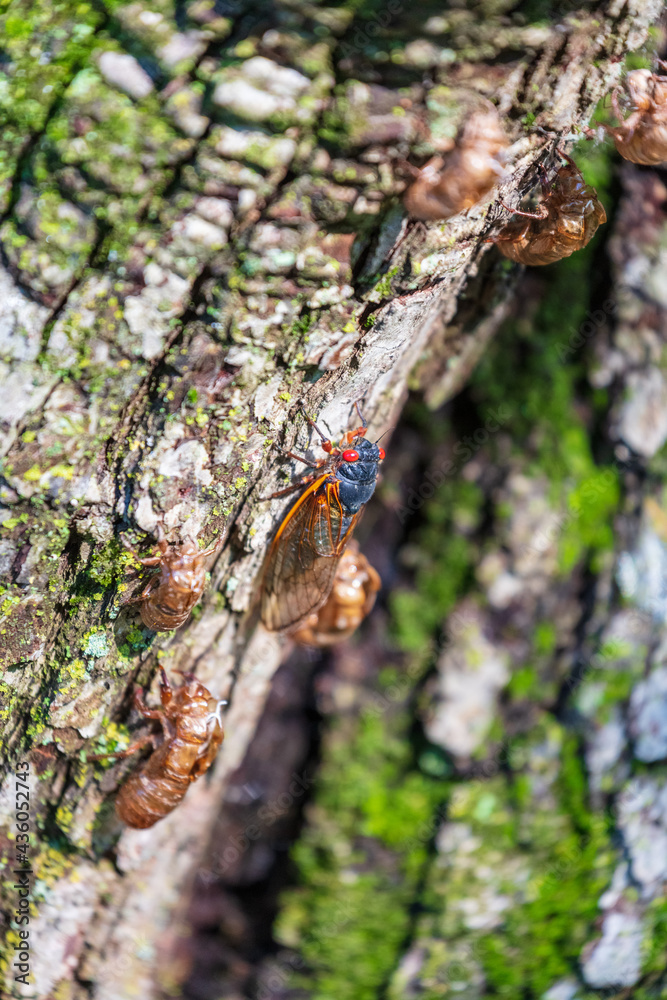 Brood-X Cicada sitting on the rough bark of tree. Macro. Close up. Brood-X Cicada sitting on the rough bark of tree. Macro. Close up.