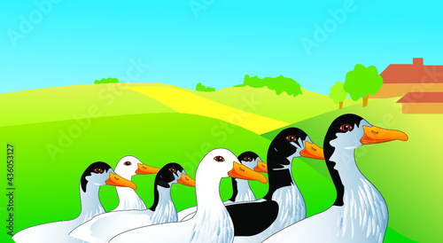 troupeau de canards