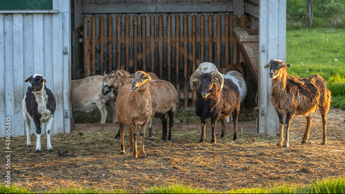 Eine kleine Herde Kamerunschafe vor einem Stall in der Abendsonne photo