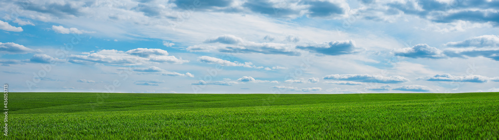 Green grass field and blue sky with clouds panorama