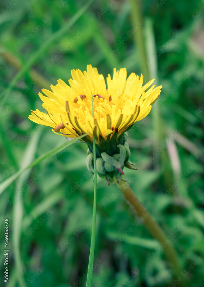 Close-up of dandelion flower with bugs collecting nectar on a blurred background of green grass. Common European blossom in late spring. Close-up of dandelion flower with bugs collecting nectar on a blurred background of green grass. Common European blossom in late spring.