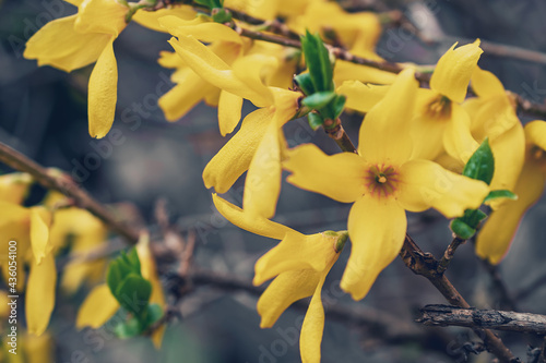 Makrofotografie von gelben Blumen auf einem Ast