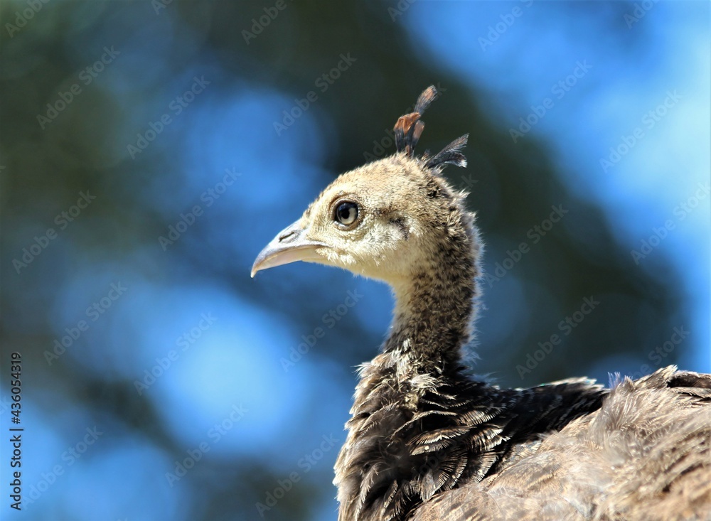 Peachick (Pavo Cristatus) in Potter Valley, California. Peachick (Pavo Cristatus) in Potter Valley, California.