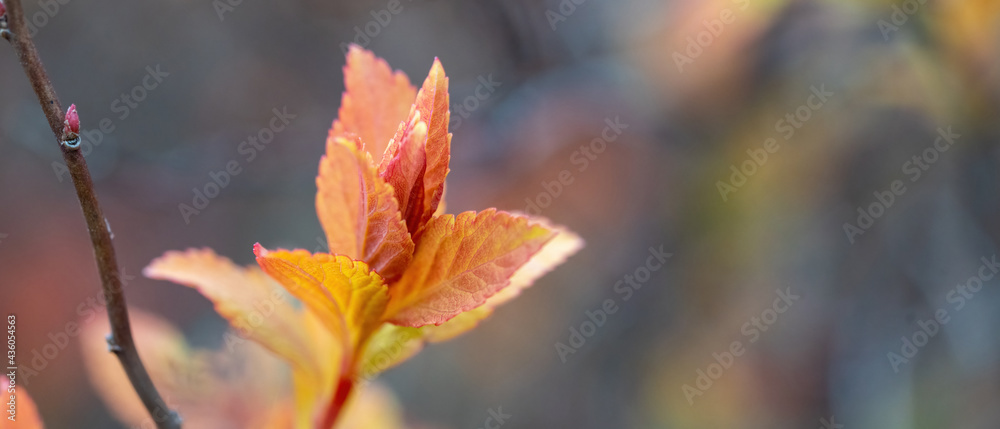 Spring leaves red-orange on a branch with a blurred background.