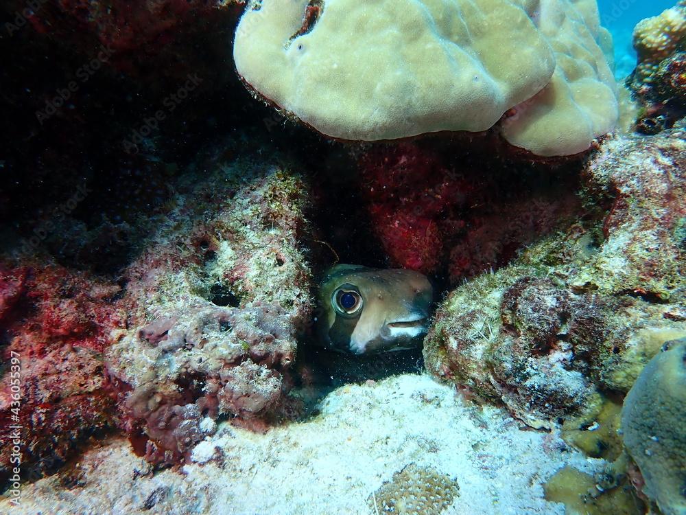 Giant porcupine fish hiding Giant porcupine fish hiding