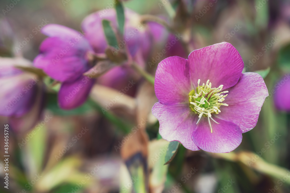 Fototapeta premium hyacinth, Makrofoto von lila Blumen im Park. Natural background. Flowers background. Beautiful neutral colors..