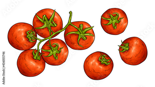 Tomato sketch vector illustration. Tomatoes harvest. Red cherry tomato from farmers market. Fresh organic vegetables.