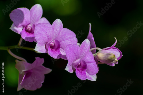 Purple orchid  Dendrobium orchid that blooms in black and light green background.