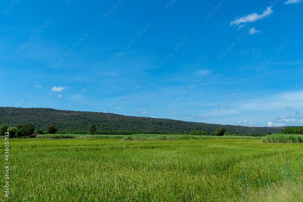 Wide green fields, mountains and sky