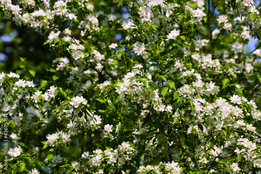 Numerous light pink flowers on the branches of a fruit tree. A beautiful and lush spring bloom. A cloud of inflorescences illuminated by the sun. Numerous light pink flowers on the branches of a fruit tree. A beautiful and lush spring bloom. A cloud of inflorescences illuminated by the sun.
